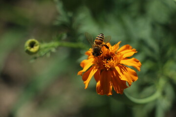 Flor y abeja 