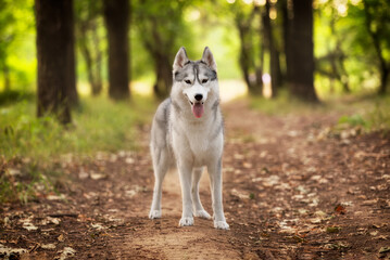 A young Siberian Husky female is standing in the forest on the brown trail with leaves. She has brown eyes, grey and white fur. There are a lot of trees and green grass in the background.