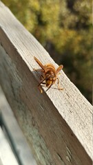 bee on a tree