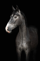 Obraz na płótnie Canvas Horse
