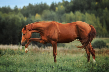 Horse
