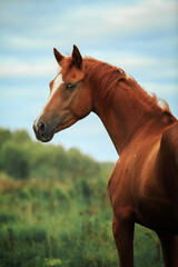 Obraz premium Horse