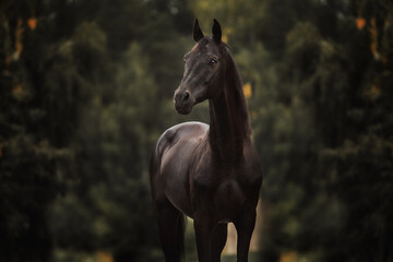 Obraz na płótnie Canvas Black horse Traken