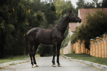 Black horse Traken - obrazy, fototapety, plakaty