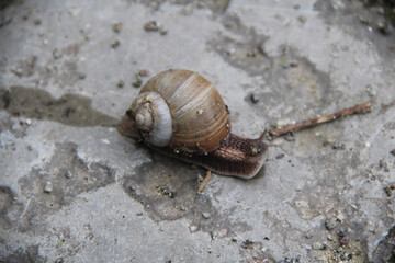 big snail on the ground after rain