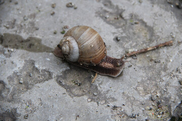 big snail on the ground after rain