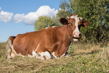 Naklejka na ściany i meble A brown cow is lying on the grass in a pasture. Cattle. Bull as a symbol of the new year 2021.