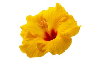 ハイビスカス © Paylessimages