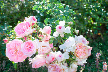 連なって咲くピンクのバラ