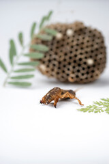 Neoscapteriscus didactylus