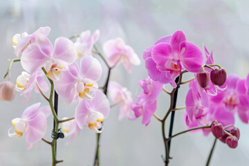 Naklejka na ściany i meble Collection of wonderful fresh bright purple and pink exotic orchid flowers on thin green stems on light grey background close view. Decorative houseplants