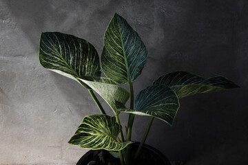 Art of Philodendron Birkin with cement wall background