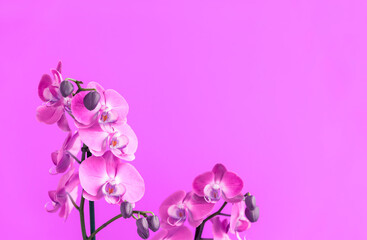 Fototapeta na wymiar Collection of wonderful fresh purple color tropical orchid flowers on stems on light violet background with template for design extreme close view