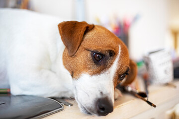 sad jack russell terrier lies on a white table, scandinavian design