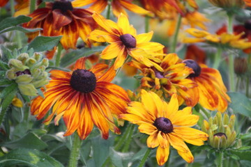 September Colours In The Garden, Banff National Park, Alberta