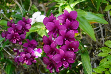 photo of purple orchid in the garden