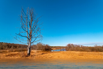 A lonely dry tree stands near the water on a spring sunny day.