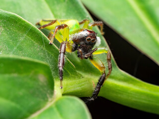 Fototapeta premium OLYMPUS DIGITAL CAMERA