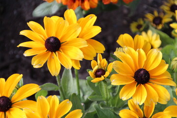 Glory In The Garden, Banff National Park, Alberta