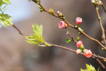 ボケの花とナナカマドの葉