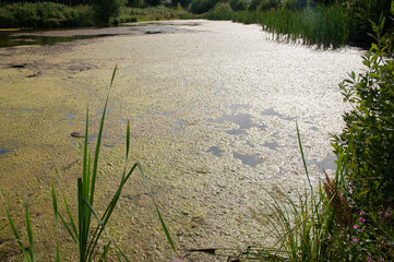 pond covered with mud, swamp, on a Sunny summer day