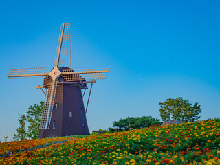 【大阪】風車の丘とマリーゴールド／鶴見緑地