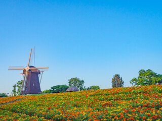 【大阪】風車の丘とマリーゴールド／鶴見緑地