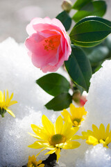 雪解けとツバキの花