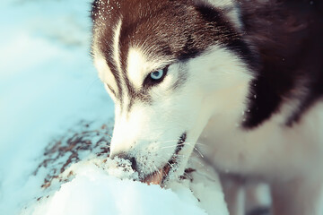 husky with multi-colored eyes eats snow on a walk, portrait of a dog in winter