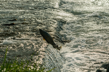 夕日をバックにジャンプする鮭 / 北海道増毛町