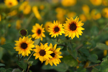 close up several small sunflowers under sunlight. soft focus