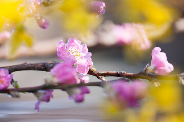 桃の花