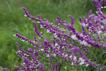 秋の公園に咲くサルビア・レウカンサ（アメジストセージ）の紫色の咢と白い花