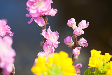桃の花と菜の花