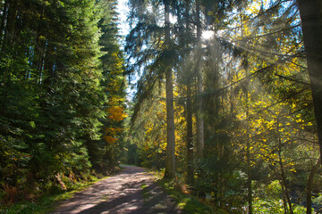 Obraz premium Herbststimmung in den Wäldern der Vogesen
