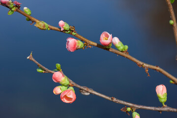 ボケの花
