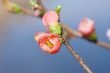 ボケの花