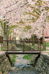 さくらの花 / 春・旅立ちのイメージ