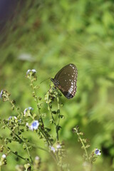 butterfly on a flower