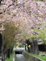 さくらの花 / 春・旅立ちのイメージ
