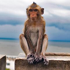 A Monkey in Bangsaen District Chonburi Thailand Southeast Asia