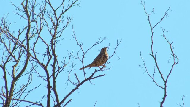 wildlife eurpean bird - trush sits on peak of tree
