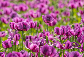 purple breadseed poppy (Papaver somniferum) flower field