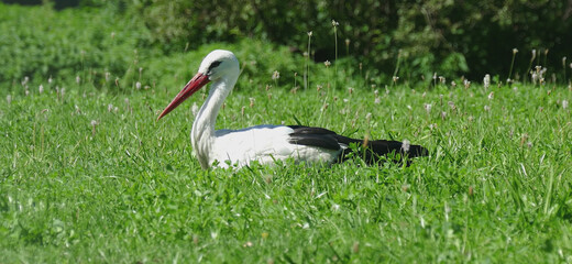 stork on the grass