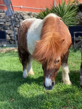 Poni
