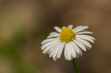 Obraz premium small white daisy (bellis) flower