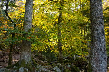 Fototapeta premium Herbststimmung in den Wäldern der Vogesen