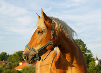 Fototapeta premium Horse portrait