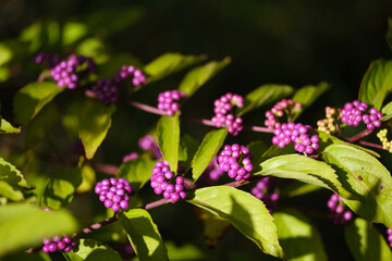 紫に色づいたムラサキシキブの実