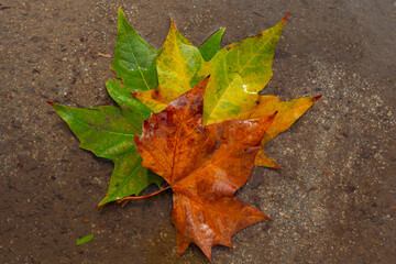 the parks are painted with the colors of autumn